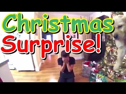 Cats And Dogs Surprise For Christmas  -Best Gifts Ever In Christmas Compilation