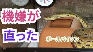 ボールパイソン 引きこもりのヘビがシェルターから出てきた 飼育30日目 Youtube ボールパイソン 引きこもりのヘビがシェルターから出てきた 飼育30日目 Youtube