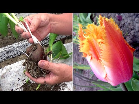 Video: Iskopati tulipan: kako čuvati lukovice