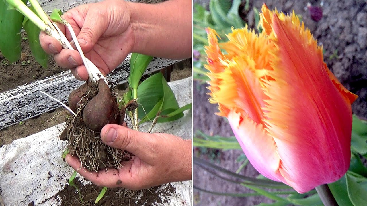 Пересадка тюльпанов после цветения