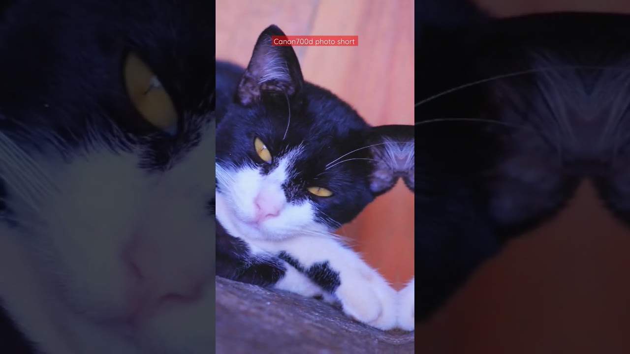 canon700d photographs 