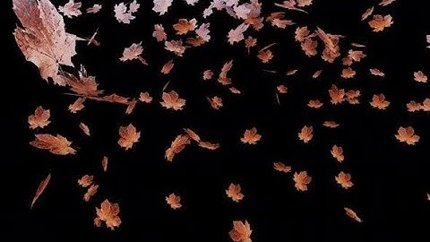 4K Animated Motion Graphic video stock | Animated Falling Autumn Leaves by Under21 studio