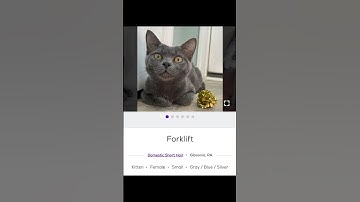 Silly Cat Names on PetFinder Part 12 #cats #catlover