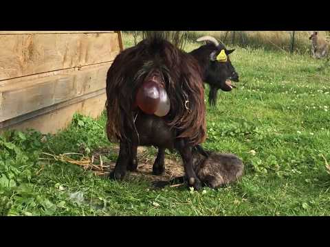 Vidéo: Les chèvres naines ont-elles des jumeaux ?