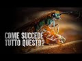 Larva di Vespa Smeraldo controlla la mente di uno Scarafaggio