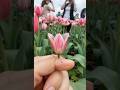 The Tulip Mirage - even those who walk among the flowers daily rarely catch a glimpse of it