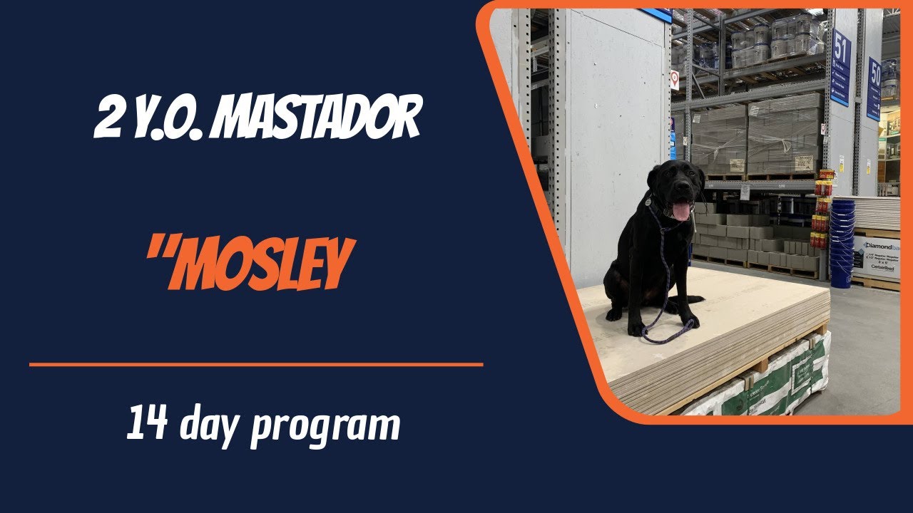 MASTADOR / DOG TRAINING