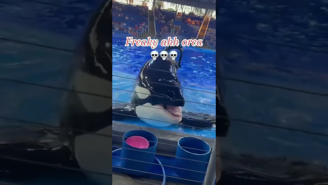 This A Freaky Ahh Whale 