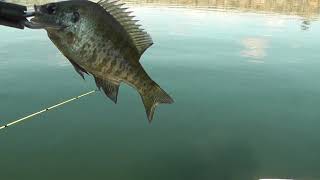 $200 Rod, $3 Bait, 10 Cent Fish, Lake Julian,  Asheville, NC 7-2-19