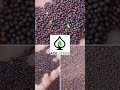 ACE SEEDS Faisalabad