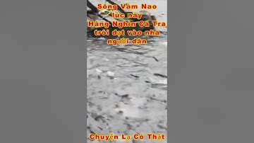 CHUYỆN LẠ TẠI SÔNG VÀM NAO HÀNG NGHÌN CÁ TRA TRÔI DẠT VÀO BỜ quá kỳ lạ rồi bà con ơi #shorts