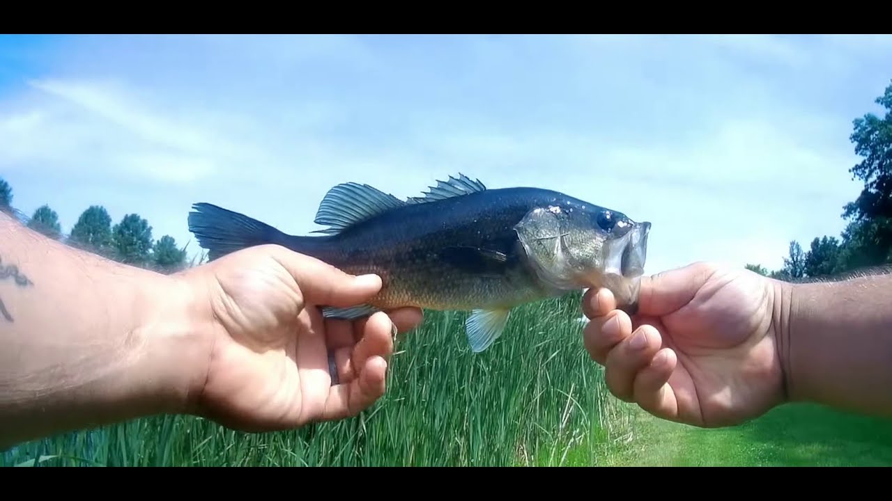 Pond Chronicles ep3: spinnerbait action