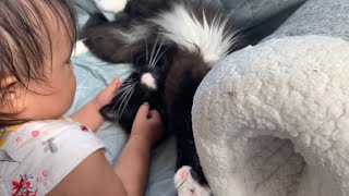 1歳児とは思えない撫で方に不覚にも気持ちよくなってしまった猫　ラガマフィン　A cat that was able to relax with the touch of a 1-year-old