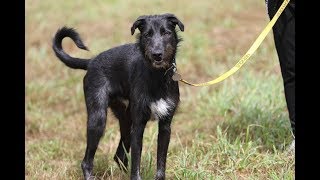 Stanley  11 Month Old Deerhound x  7 Weeks Residential Dog Training