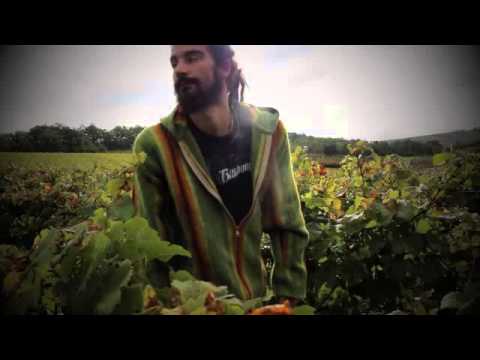 Pan Daman Reggae celtic