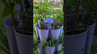 Mini Trellis! This Amazon Find works PERFECT! #garden #Trellis #jalapenos #peppers #tomatoes