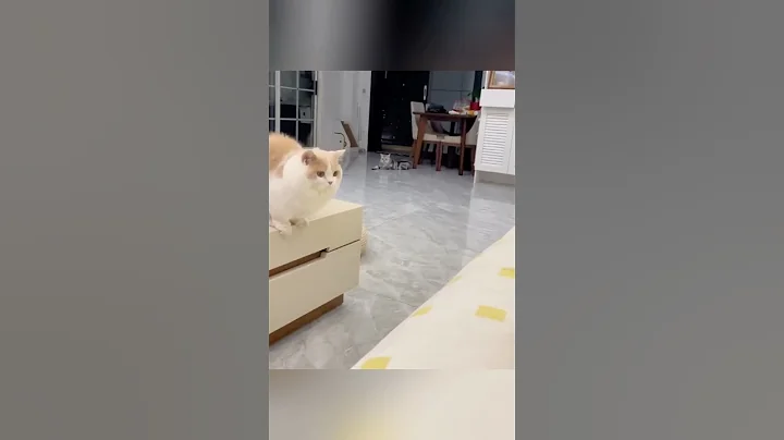 Video 9869721: compilations funny pets, fails pets, loud cat, laugh cats dogs, best cats dogs