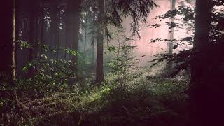 ANREISE | Whippoorwills