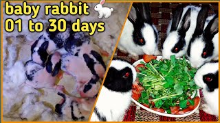 baby rabbit bunny growing up [1-30] days