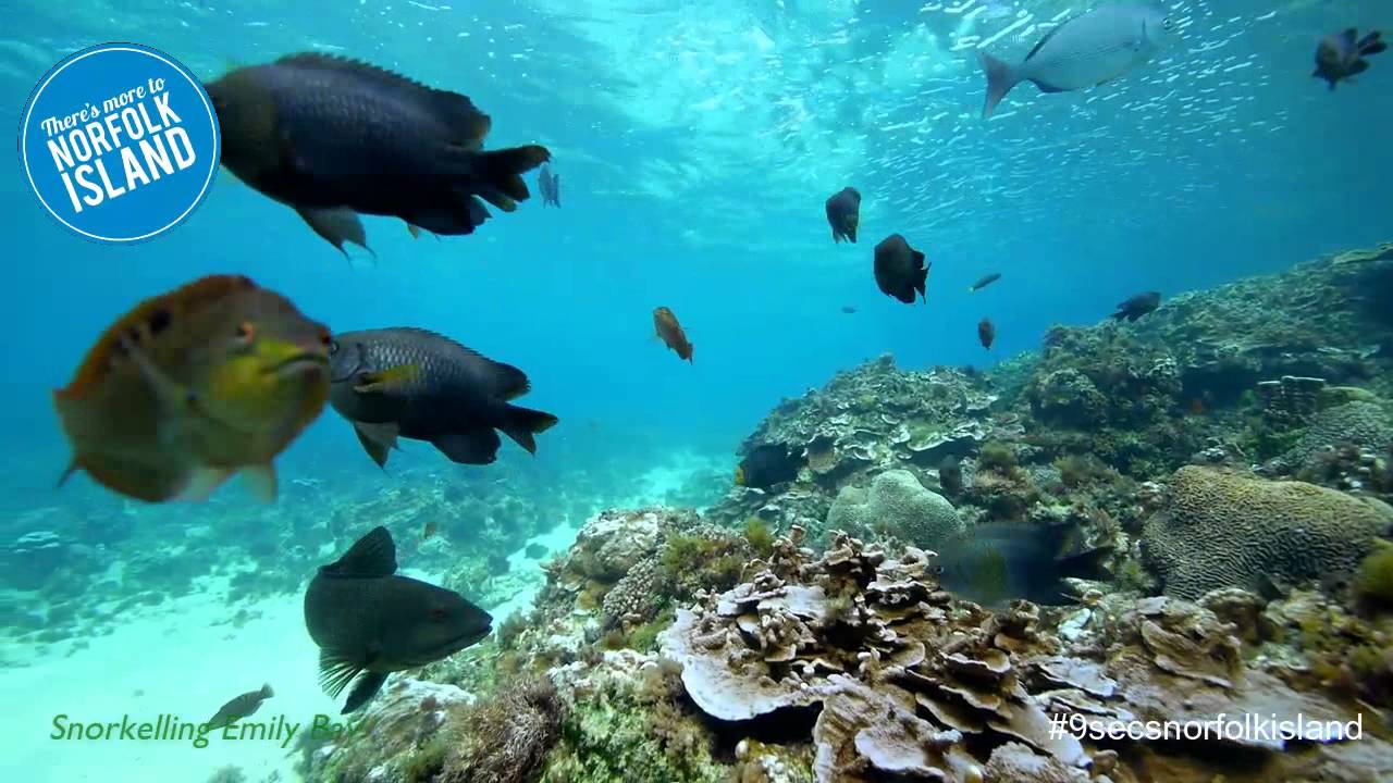 Norfolk Island Snorkeling in Emily Bay
