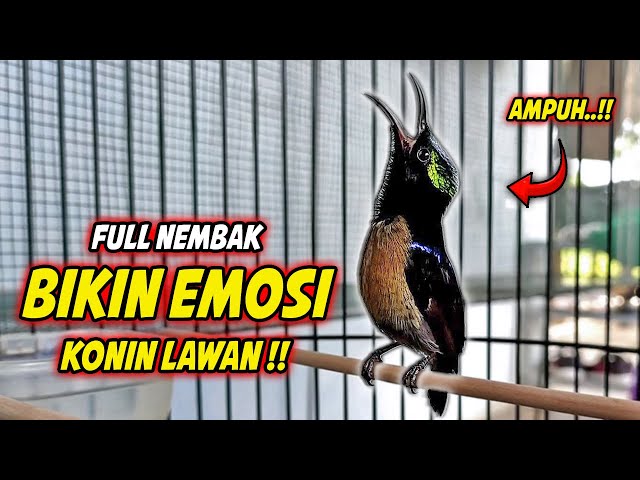 KONIN GACOR FULL BONGKAR MATERI ISIAN MEWAH !! PANCINGAN KOLIBRI NINJA BAHAN AGAR CEPAT EMOSI class=