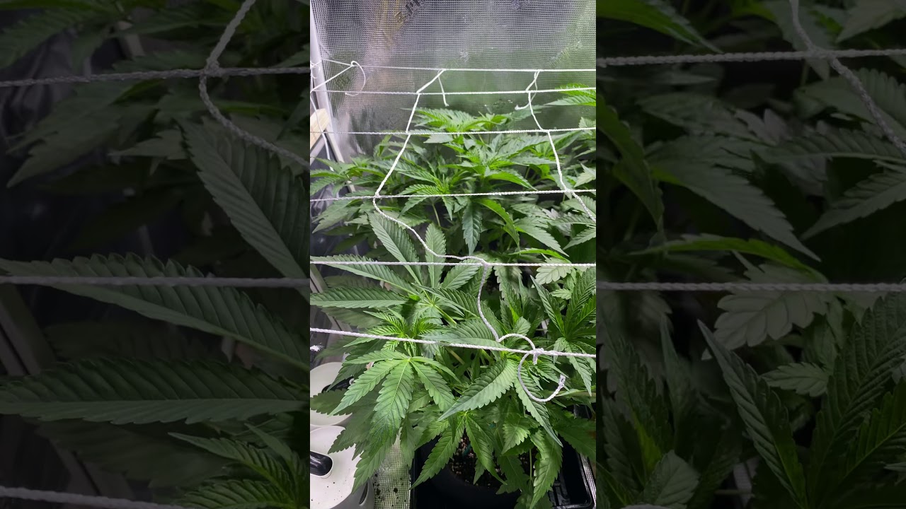Exotic Genetix dilly bars grease monkey week 5