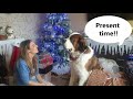 Grooming our Saint Bernard