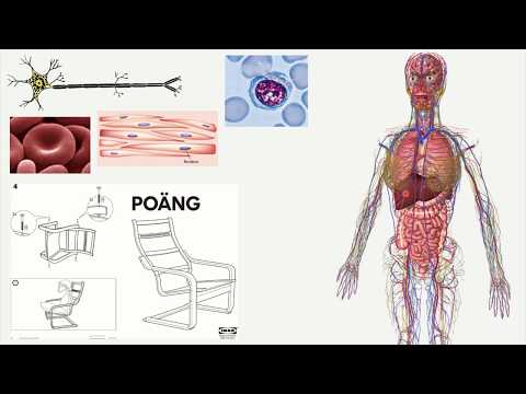 Video: Lidská Dědičnost