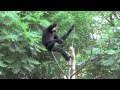 Gibbons singen 3