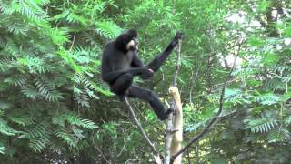 Gibbons singen 3