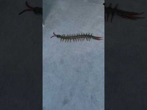 CENTIPEDE SCARES BOY! #shorts @JesseAndMike