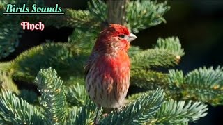 Nature Bird Sounds : Soothing Nature Relaxation #youtube #vidio