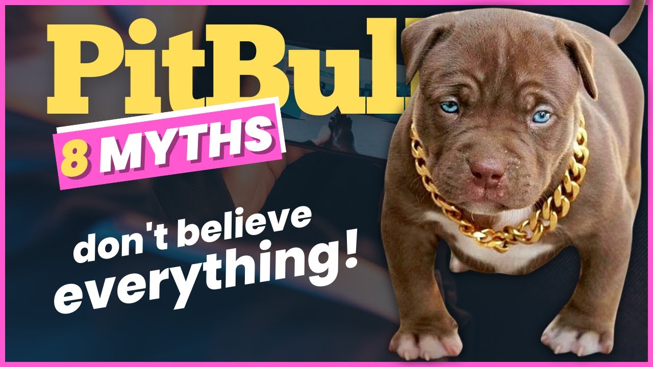 Pitbulls: 8 Myths: Don't Believe Everything You Hear About Pit Bulls ...
