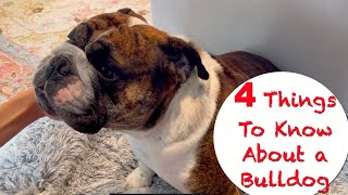 What's it like to have a bulldog? #RockyTheBulldog-Feb14 by RockyTheBulldog 503 views 3 months ago 3 minutes, 57 seconds