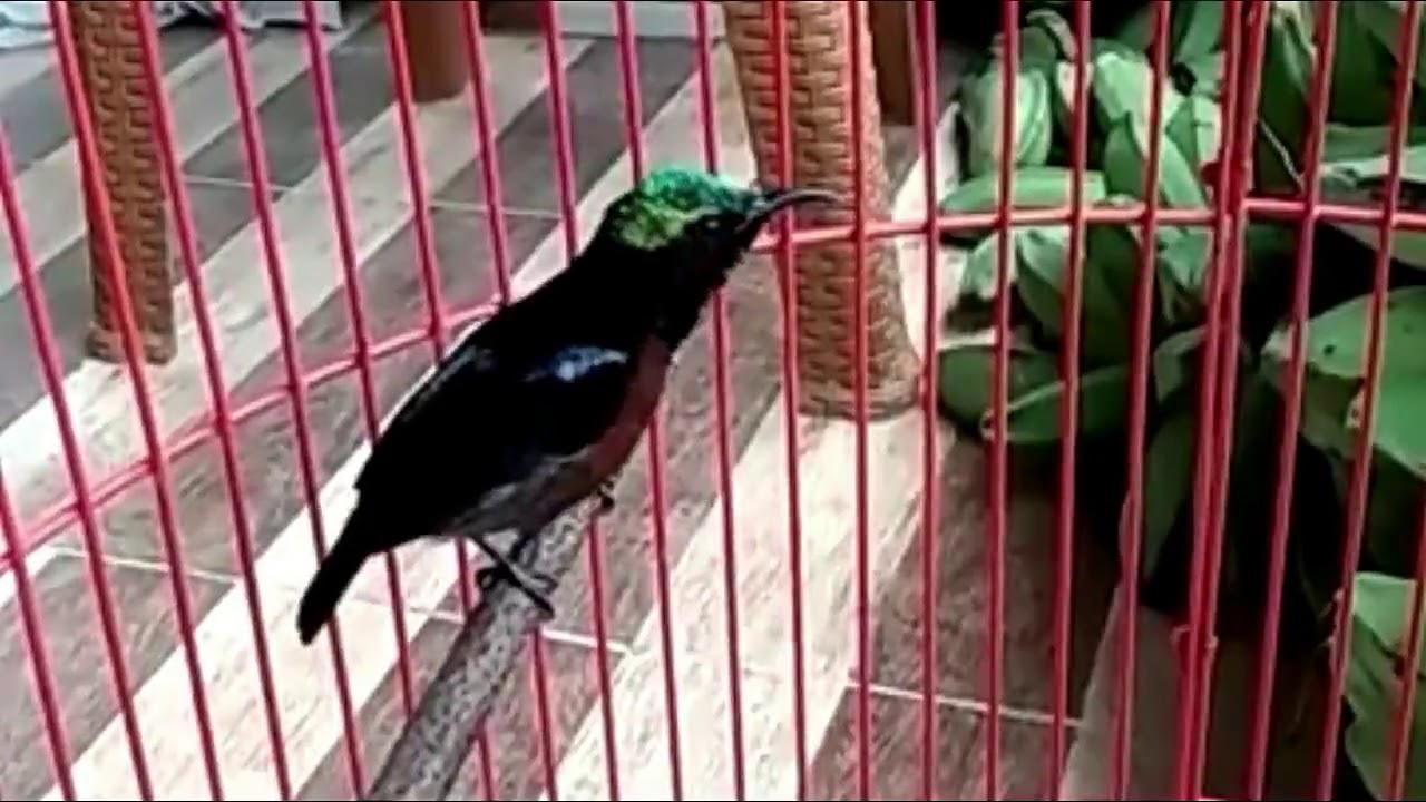 Kolibri Ninja Gacor Ngobra Youtube