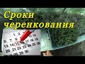 Сроки черенкования декоративных растений. Когда черенковать хвойные и другие декоративные растения.