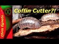 Woodlouse, The Terrestrial Isopod - Nature Now #rolly-polly