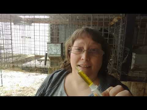 Treat ear mites in rabbits using THIS common kitchen ingredient