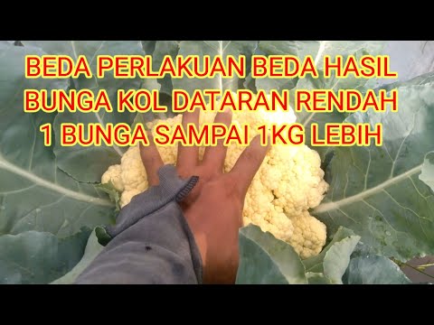 Kembang Kol Dan Brokoli Apa Bedanya