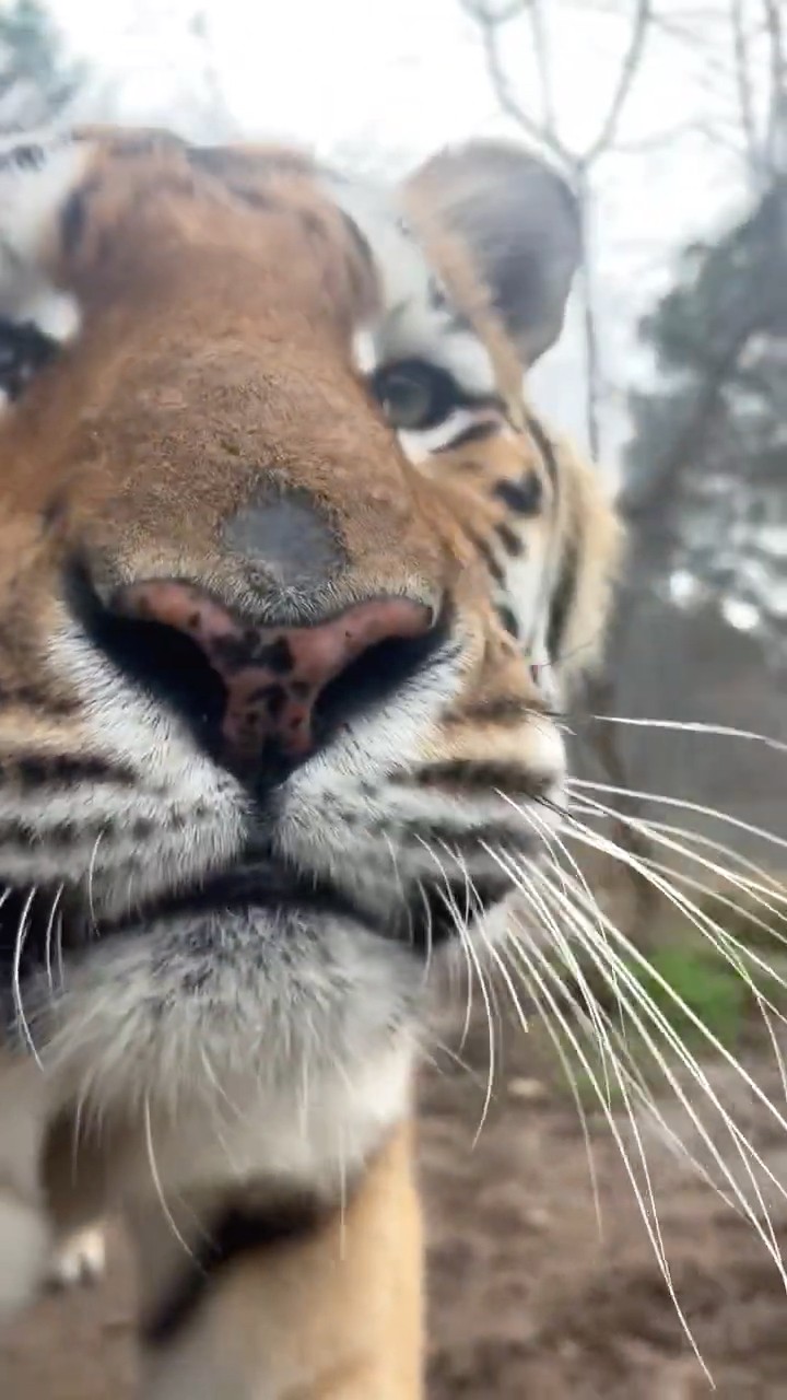 Face to Face 😱 Tiger Close on Camera! Scared Moment #woxygen #wildlife #junglesafari #tiger #wildli