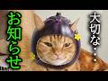 みなさまに大事なお知らせがあります...