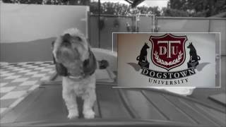 Dog boarding and doggie daycare facility located in Deerfield Beach Florida