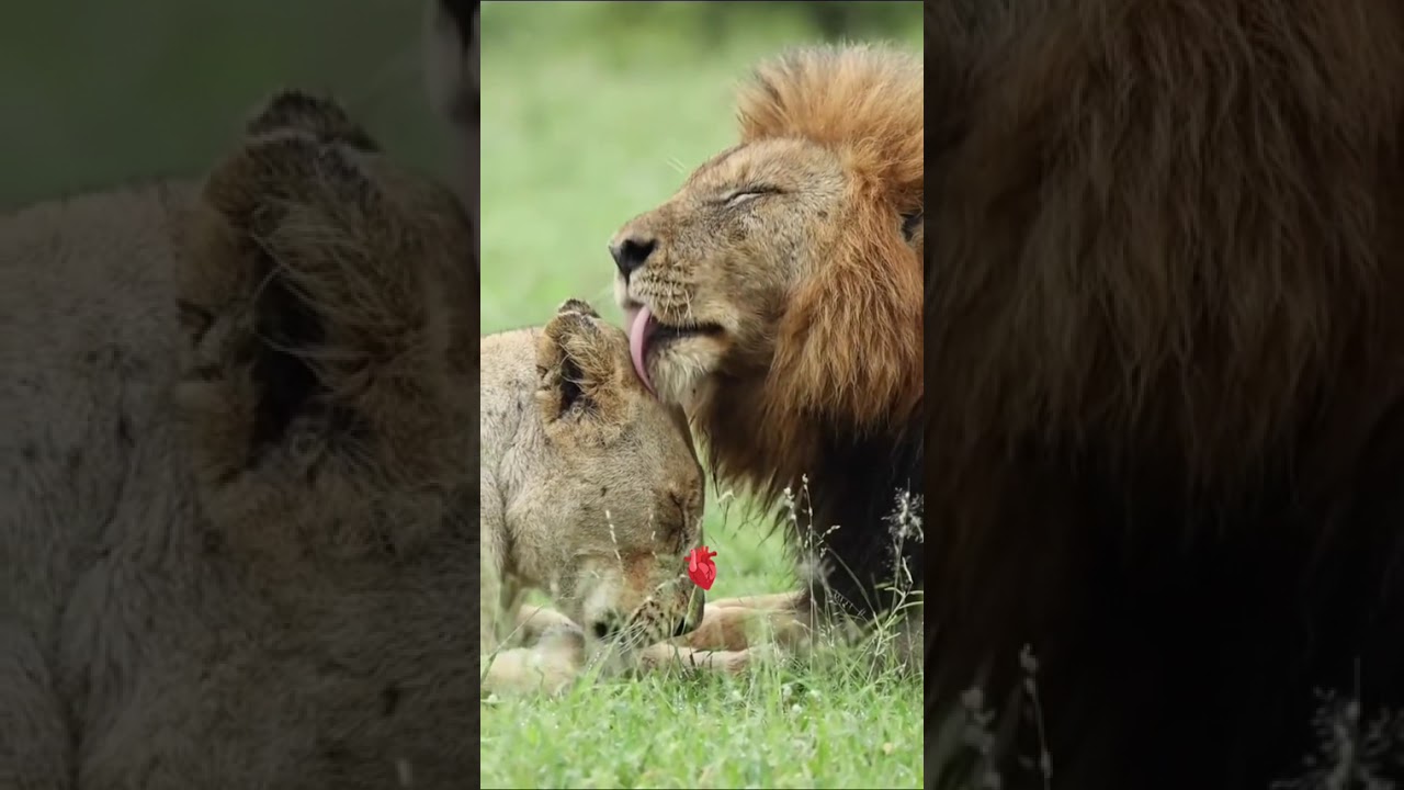 I Lived With Lions For 30 Days