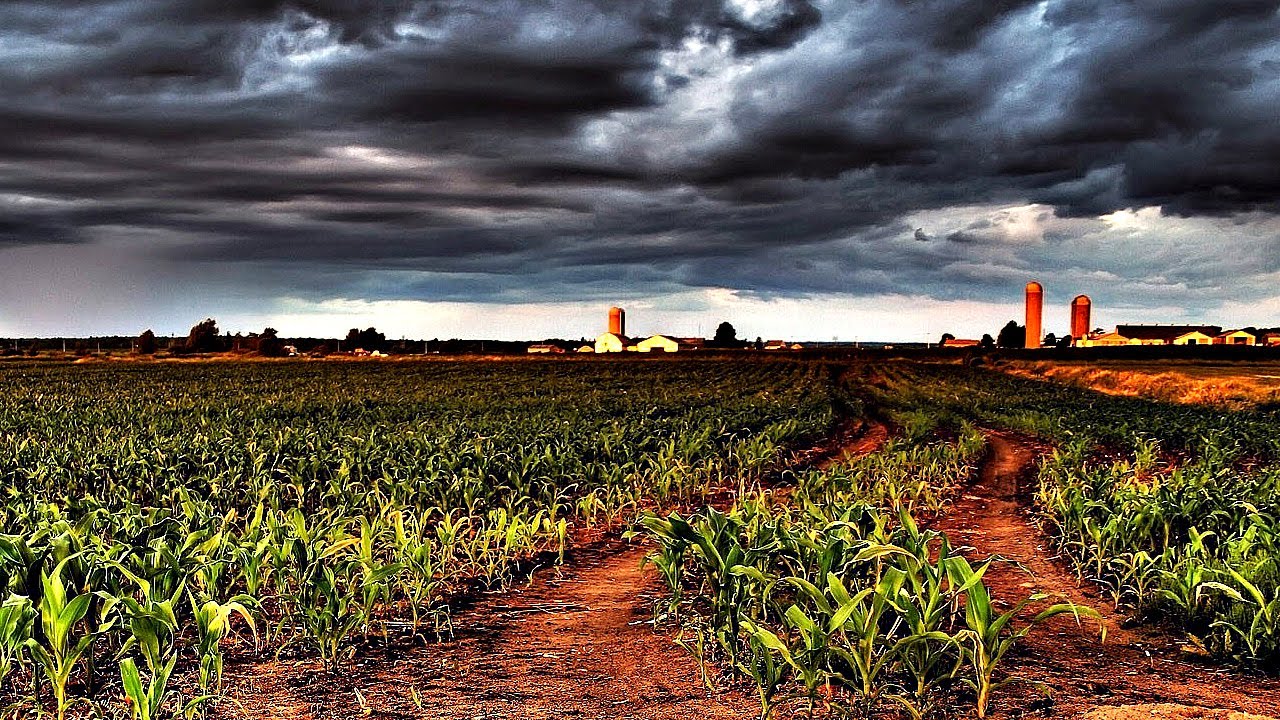 Wallpaper Country Corn fields. Cinematic Crop Wallpaper. Corn field Wallpaper. Nature Multi. Row fields