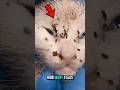 Have You Ever Seen A Kitten Covered In This Many Fleas? 🐱 💔