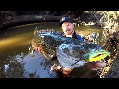 Daytime Topwater Murray Cod Fishing- The Frog Project~ By Granite GorillaZ