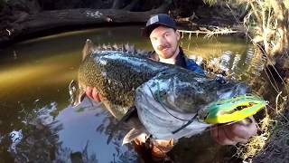 Daytime Topwater Murray Cod Fishing- The Frog Project~ By Granite GorillaZ