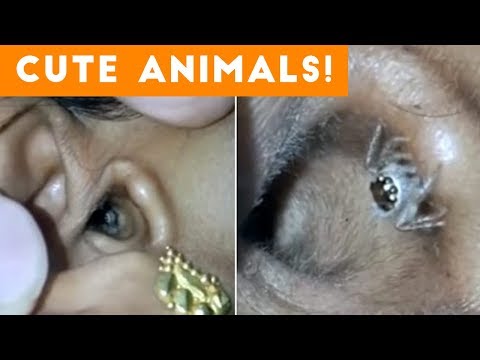 spider-stuck-in-ear-and-other-cute-animals-december-2017-|-funny-pet-videos