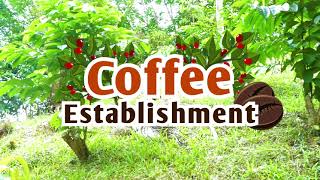 Coffee Establishment - Proper Hole Digging