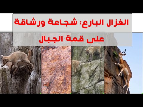 بين الصخور والسحاب اكتشف أسرار غزلان الجبال عالم الحيوانات